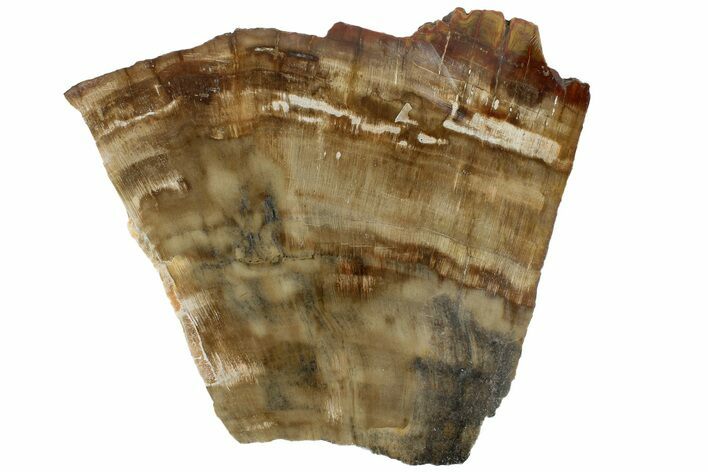 Polished, Petrified Wood (Araucaria) Slab - Madagascar #183262